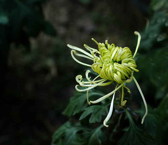 秋菊29 摄影 东方江