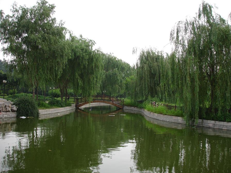 柳阴下的小桥 摄影 水晶之情