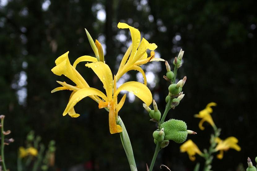 小花 摄影 心是沙漠海