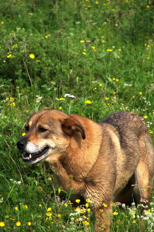 牧羊犬 摄影 拓迪