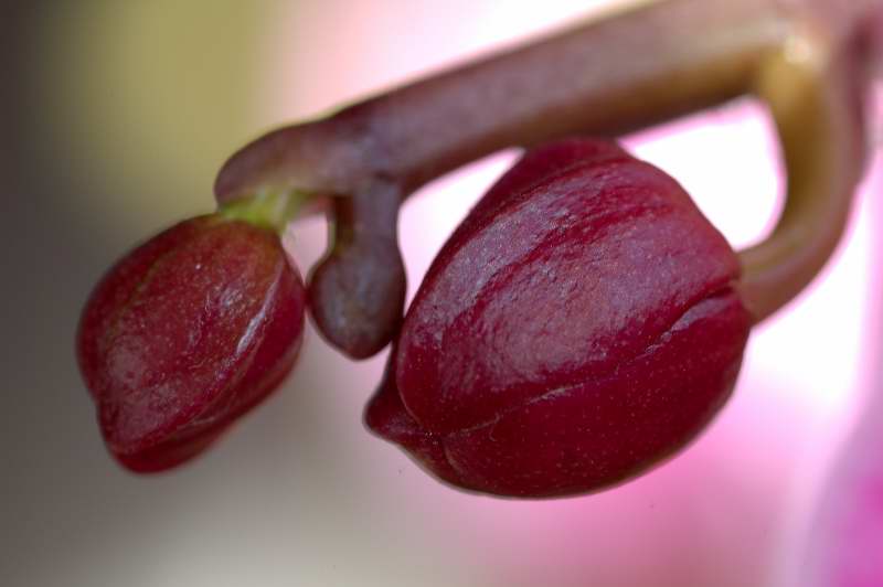 花蕊 摄影 敏工长