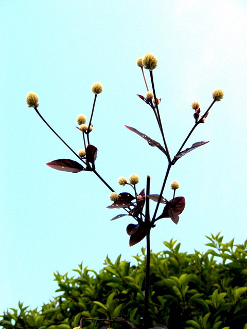 野花 摄影 三鹅