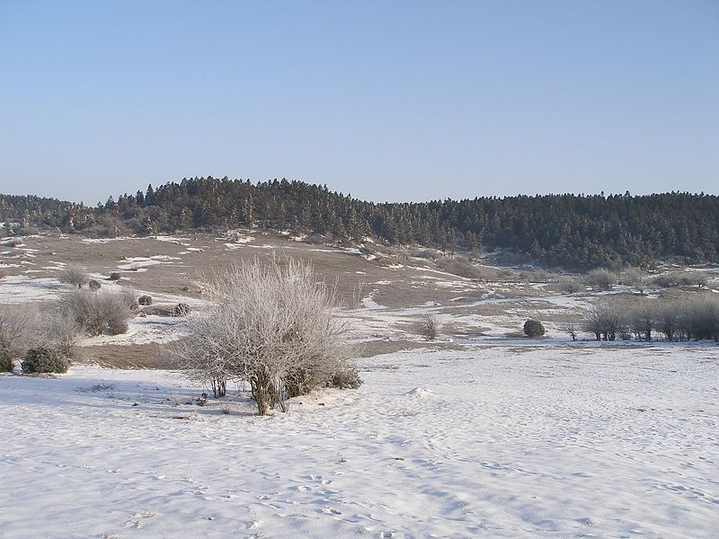 重庆仙女山雪景 摄影 ymq