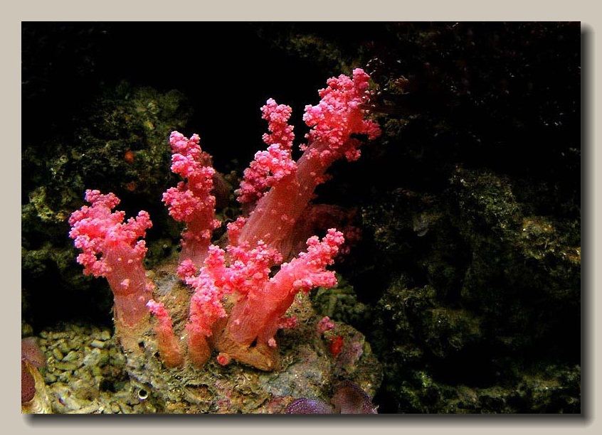 海中花 摄影 文竹细雨