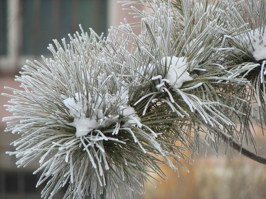 2007年的第一场雪 摄影 我爱大光圈