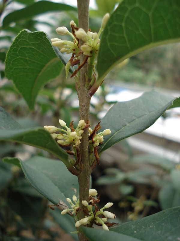 山茶花 摄影 品茶清心