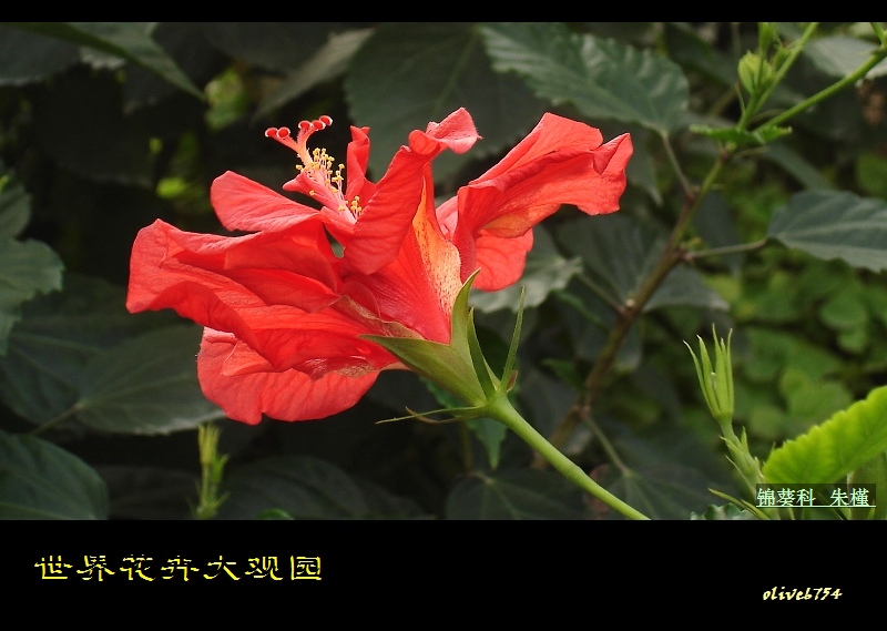 阳光下的鲜红 摄影 橄榄树枝