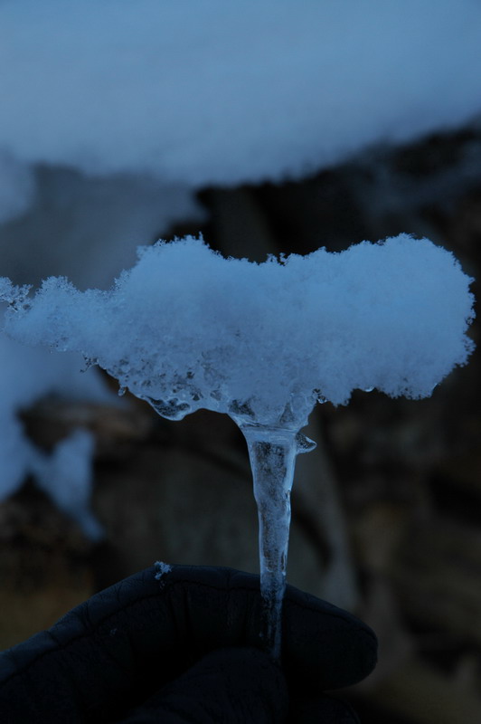 冰雪灵芝 摄影 羊君