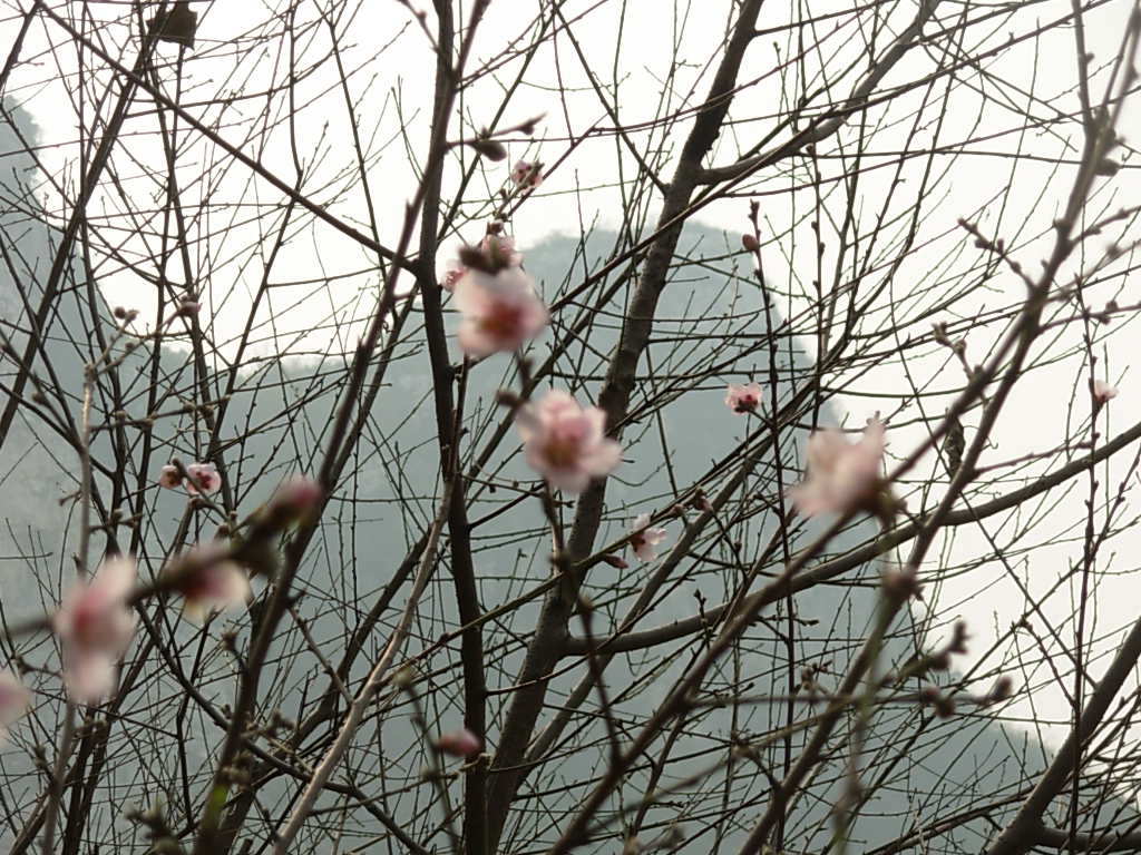 广西12月桃花开 摄影 曾弓