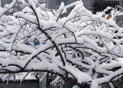 雪花扇 摄影 新湛蓝天空