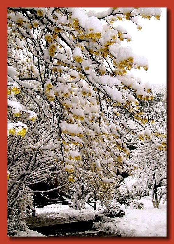 雪中腊梅 摄影 文竹细雨