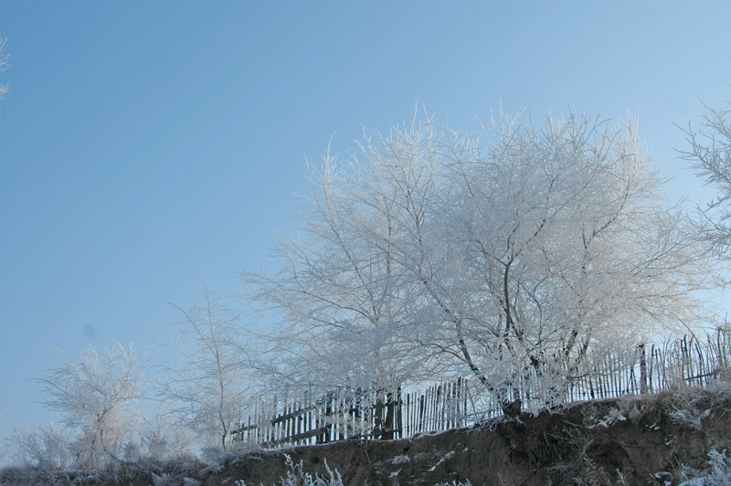 雪乡雾凇 摄影 海珠人