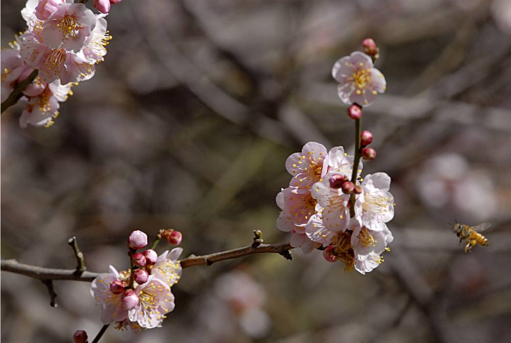 flower-489 摄影 fengsheng