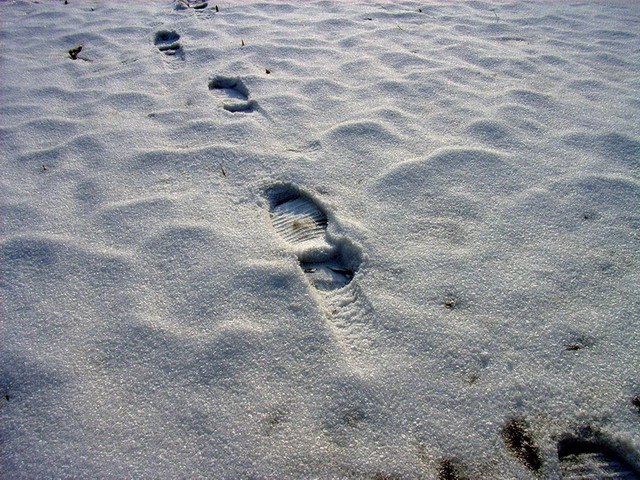 踏雪 摄影 绿野飞翔