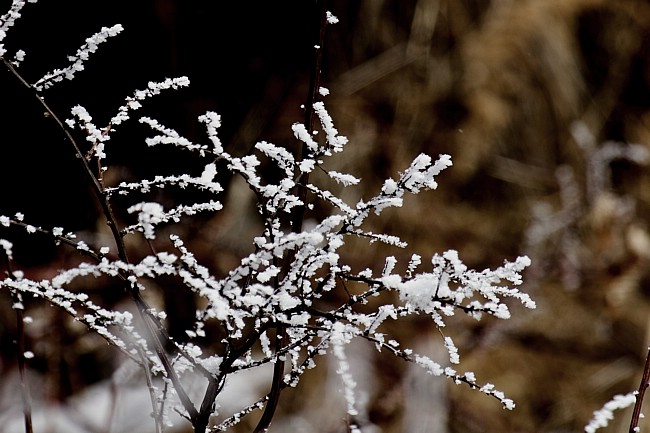 雪花 摄影 沙漫海