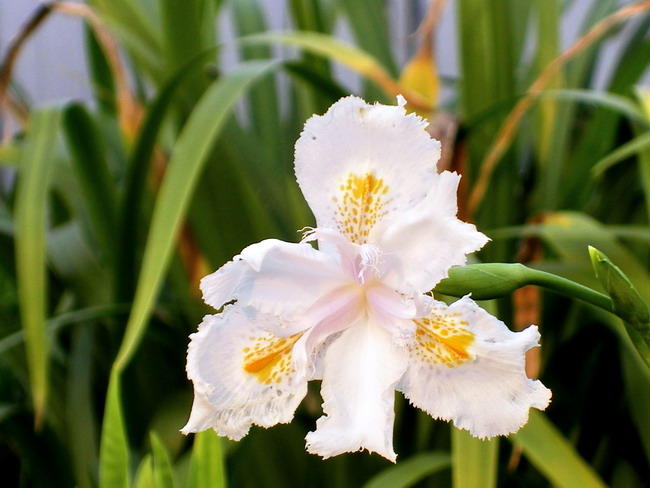 花 摄影 风帆