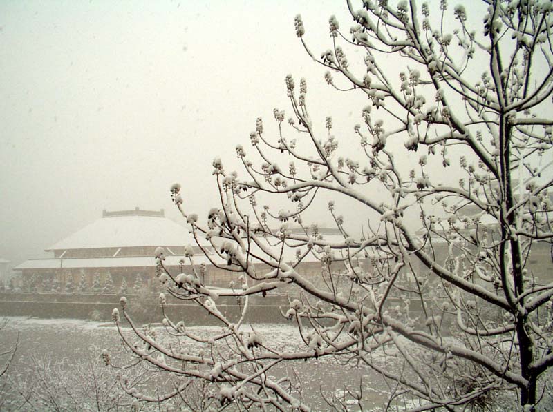 春雪漫天扬 落处似花开 摄影 马鞍山人