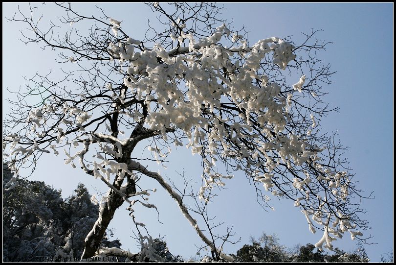 雪上枝头 摄影 摄途