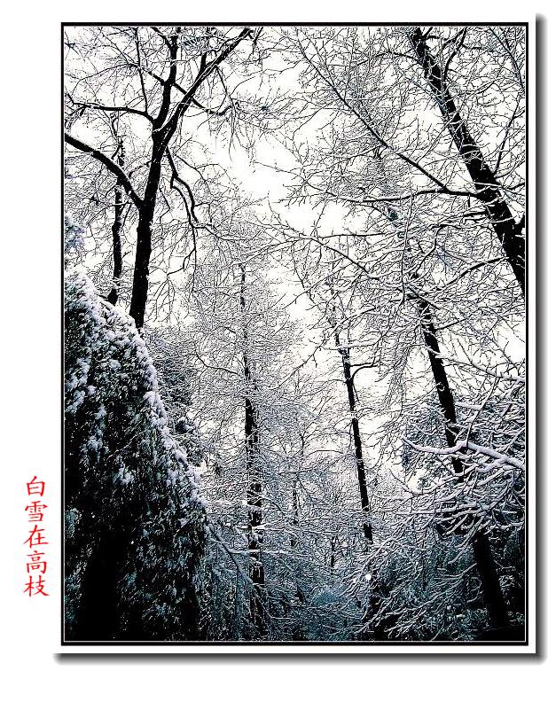 白雪在高枝 摄影 文竹细雨