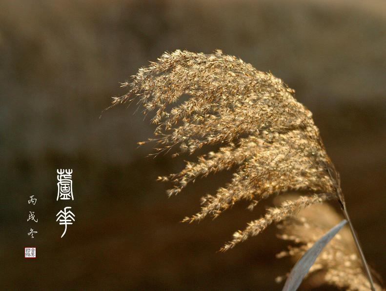 芦花 摄影 金美纲