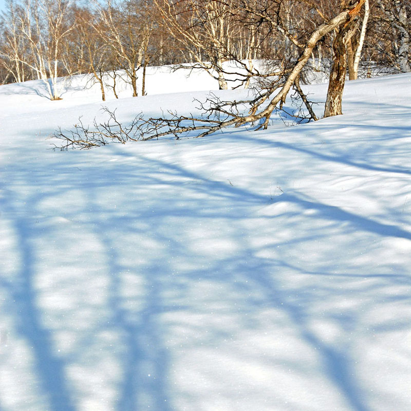 雪地幻影01 摄影 maizi