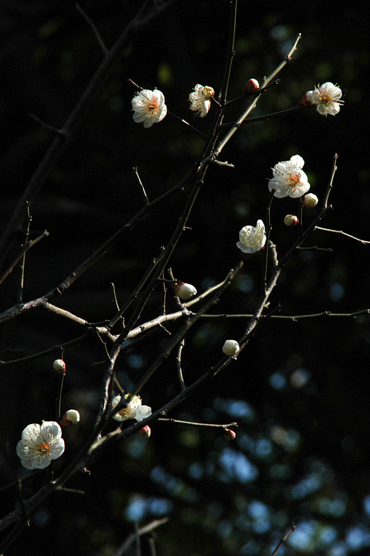 梅花 摄影 元芳