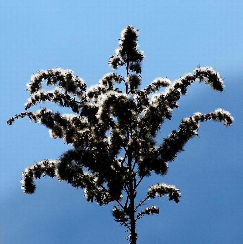 南方的"雪" 摄影 不惑而色