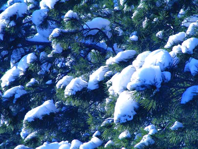 雪花朵朵 摄影 甲由田