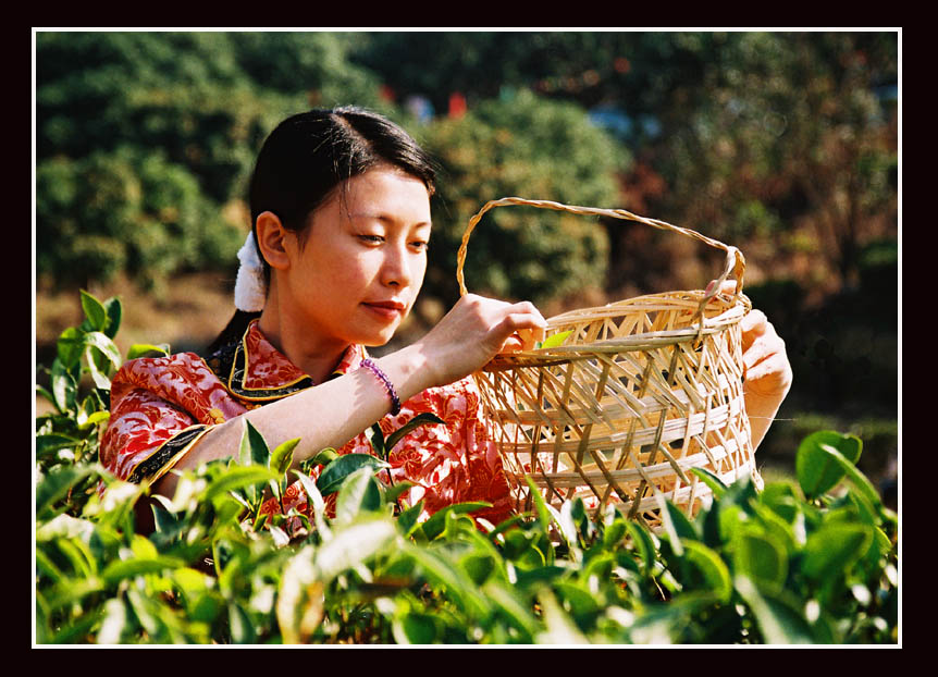 茶山姑娘采茶忙 摄影 澄海阿舅