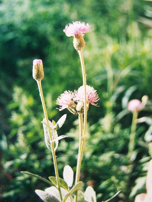 青青菜花 摄影 wudijxuiuj07