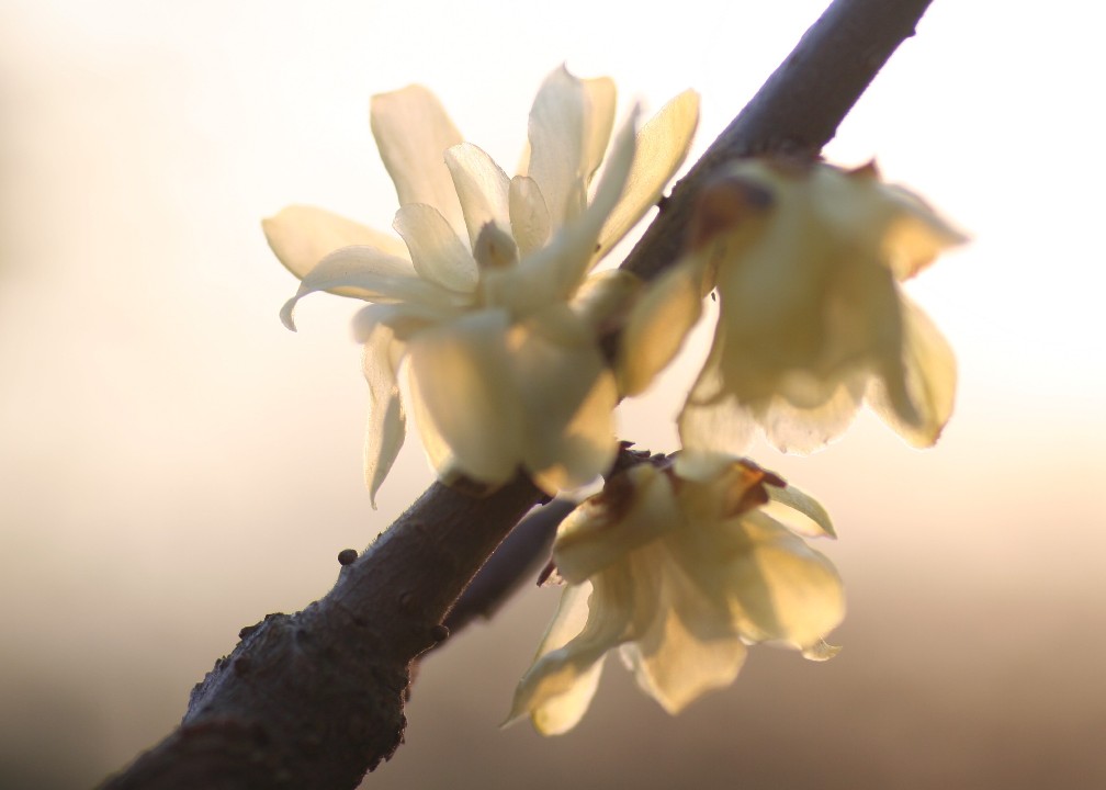 无名小花 摄影 无名小花