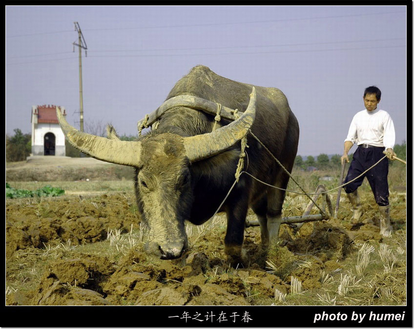 春耕 摄影 虎眉