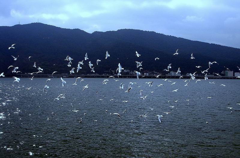 群鹤舞空 摄影 沧浪