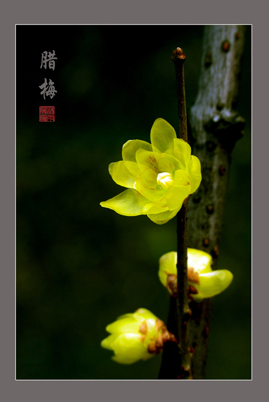 梅 摄影 朦朦诗雨