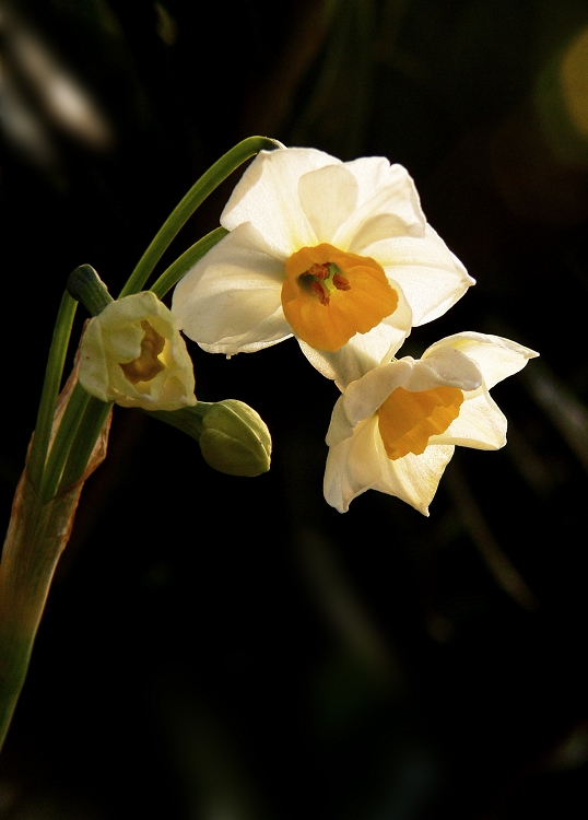 水仙花 摄影 静野