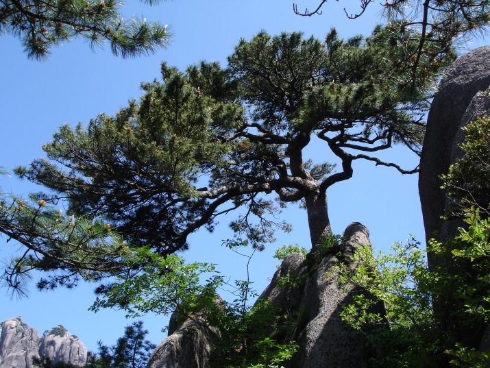 松树2 摄影 糊米酒