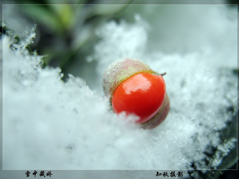 雪中藏娇 摄影 老学生