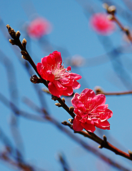 桃花（二） 摄影 雅里里