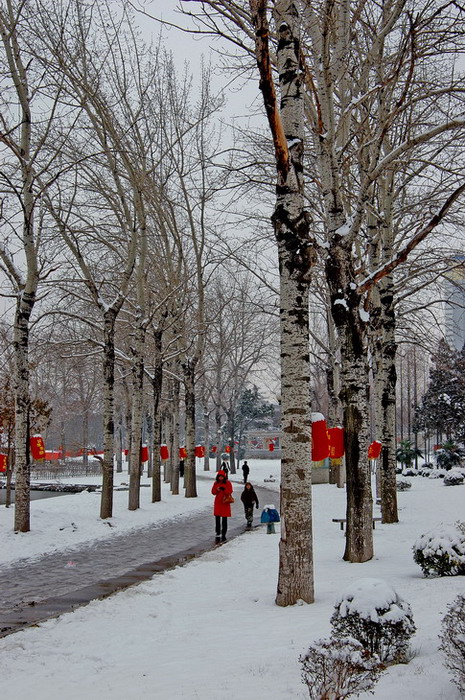 雪后（4） 摄影 正午泳客