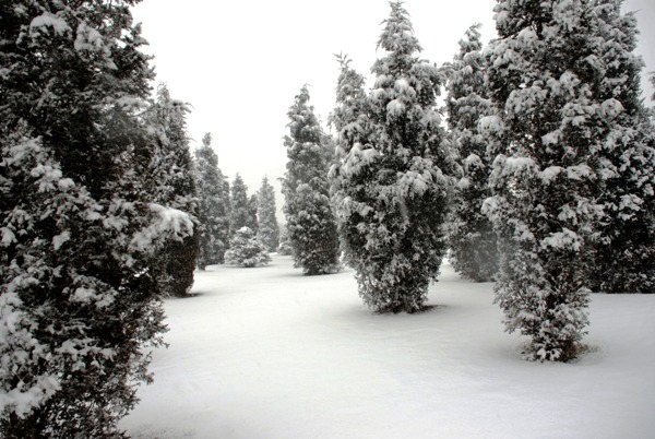 下雪了 摄影 大力水手zhl