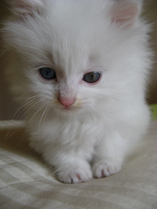 小猫 摄影 西窗听雨