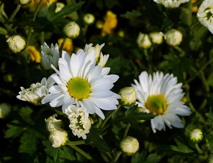 秋菊33 摄影 东方江