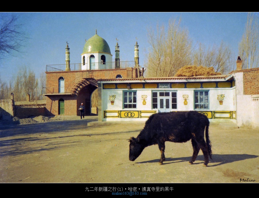 九二年新疆之行(1)·哈密·清真寺里的黑牛 摄影 马里奥MALIAO