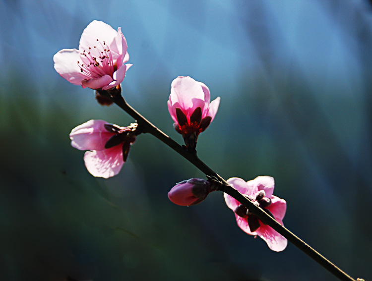 桃花（三） 摄影 雅里里