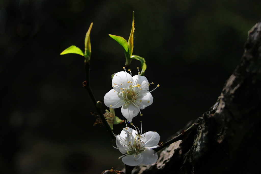 梅花 摄影 华影