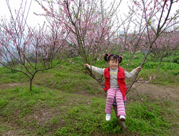 桃花依旧 摄影 秋芸