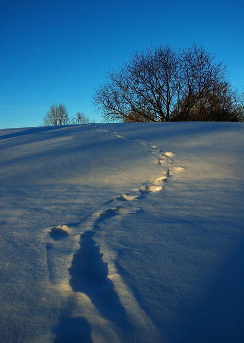 雪中的一点暖阳 摄影 keen