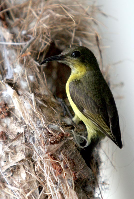 bird 摄影 葉鍾華