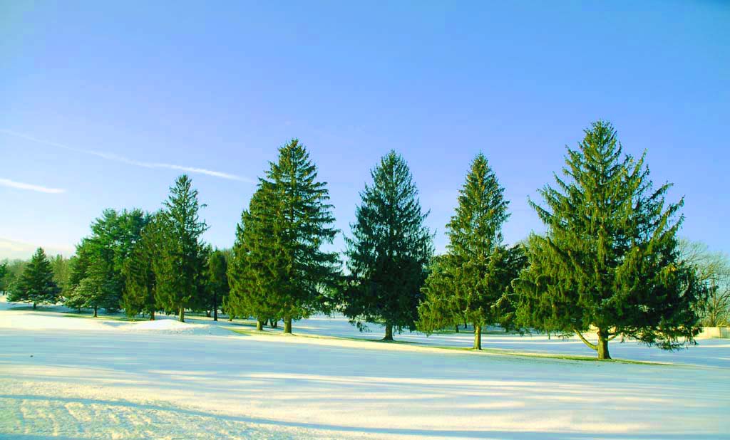 青松傲雪 摄影 乐在其中66