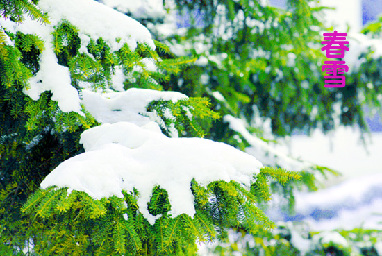 春雪 摄影 窗外晨雨